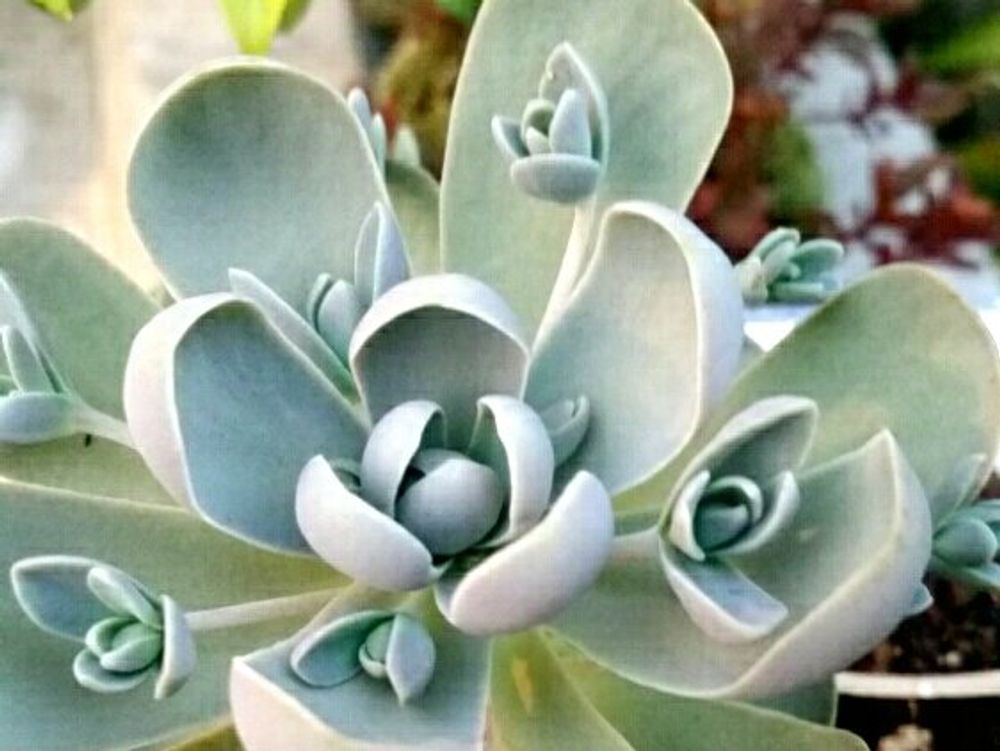 子持ち蓮華　株