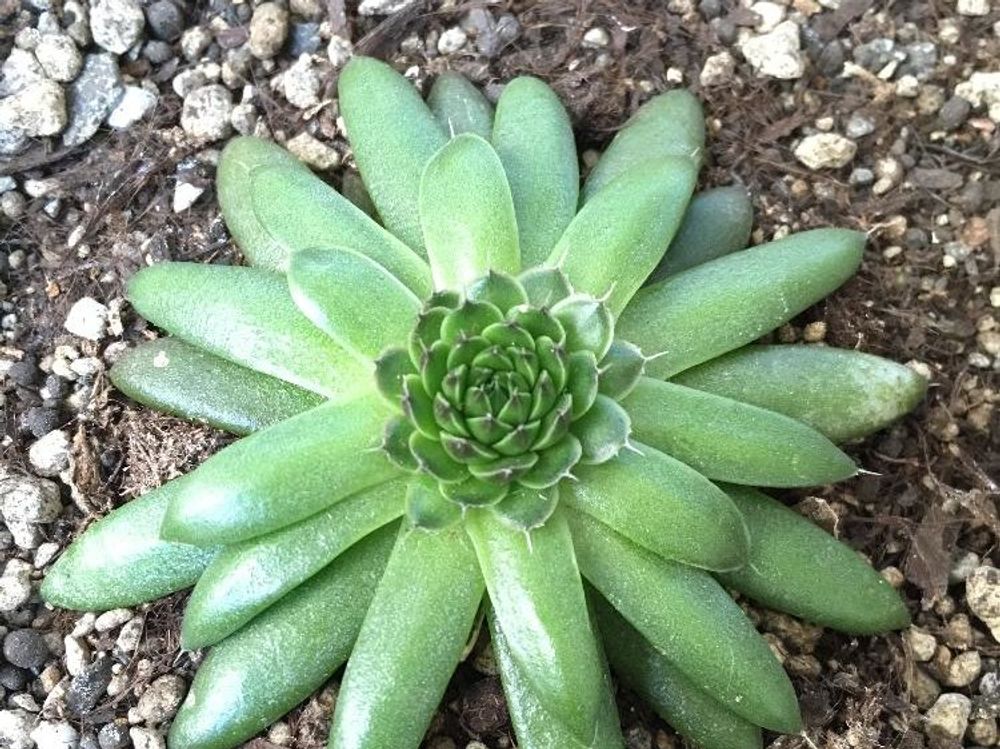 ツメレンゲ(爪蓮華)　鉢植え