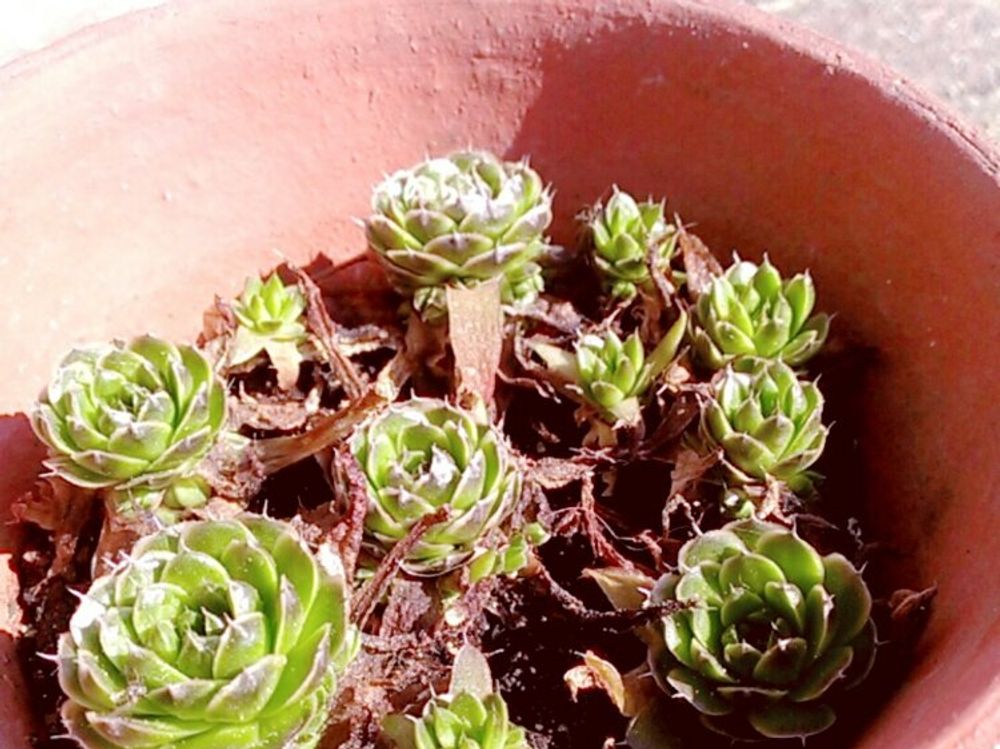 ツメレンゲ(爪蓮華)　鉢植え