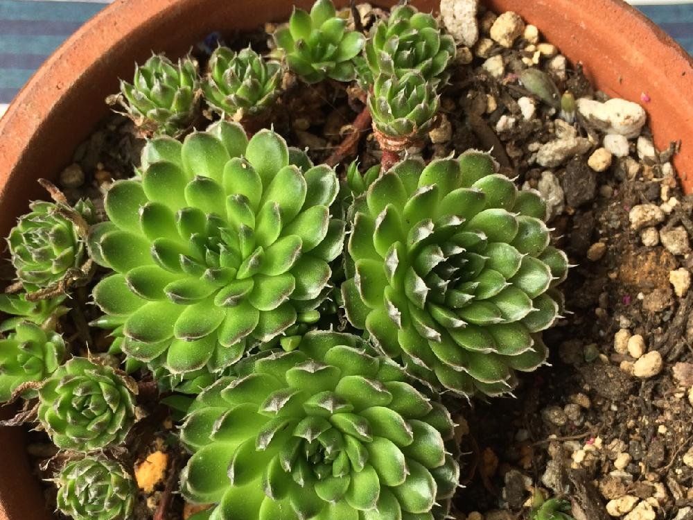 ツメレンゲ(爪蓮華)　鉢植え