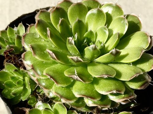 ツメレンゲ 爪蓮華 の育て方 日当たり加減や水やり頻度は Greensnap グリーンスナップ