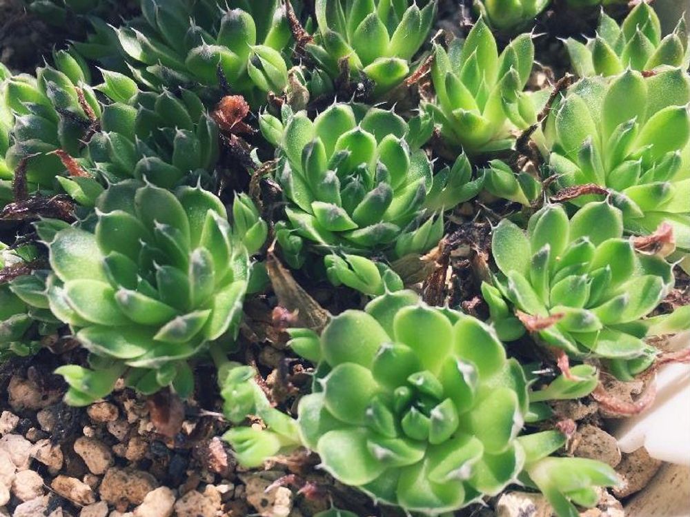 ツメレンゲ(爪蓮華)　鉢植え　日光