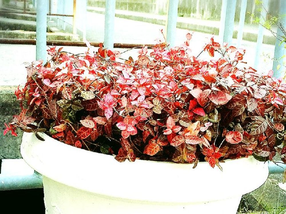 ハツユキカズラ(初雪カズラ)　鉢植え