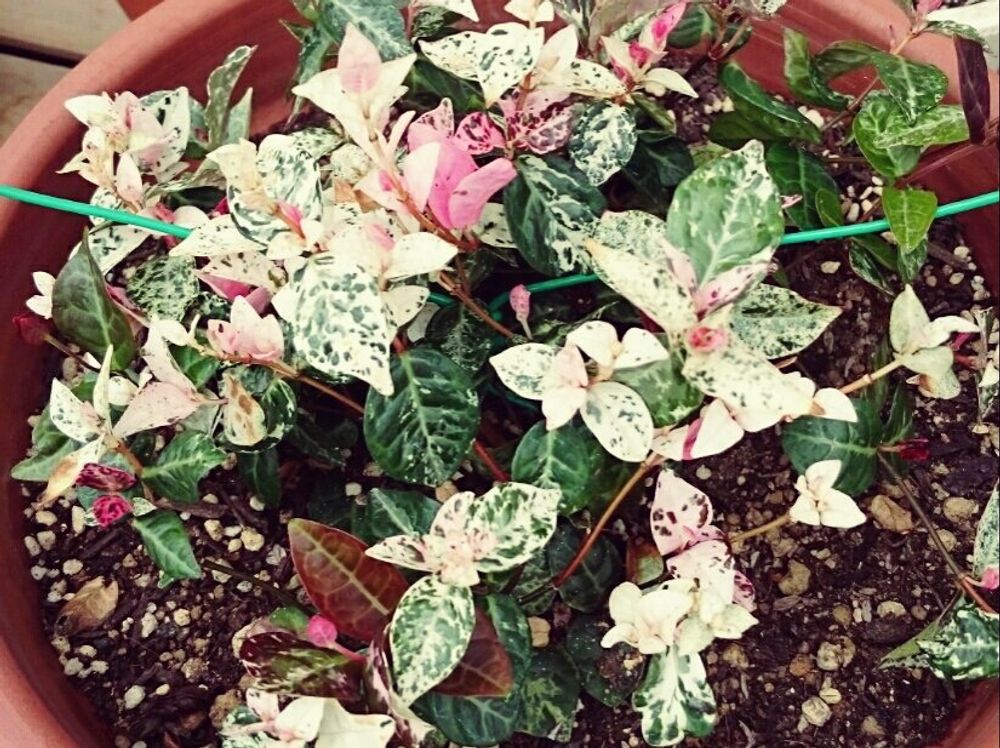 ハツユキカズラ(初雪カズラ)　鉢植え