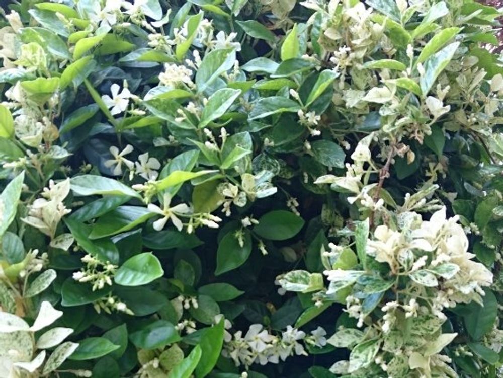 ハツユキカズラ(初雪カズラ)　葉