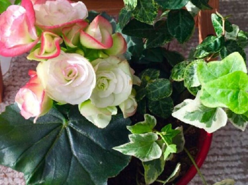 ハツユキカズラ(初雪カズラ)　鉢植え