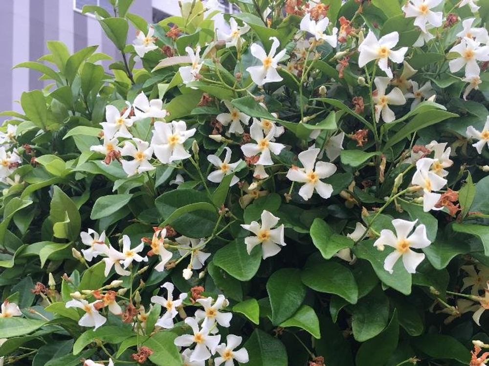 ハツユキカズラ(初雪カズラ)　白い花