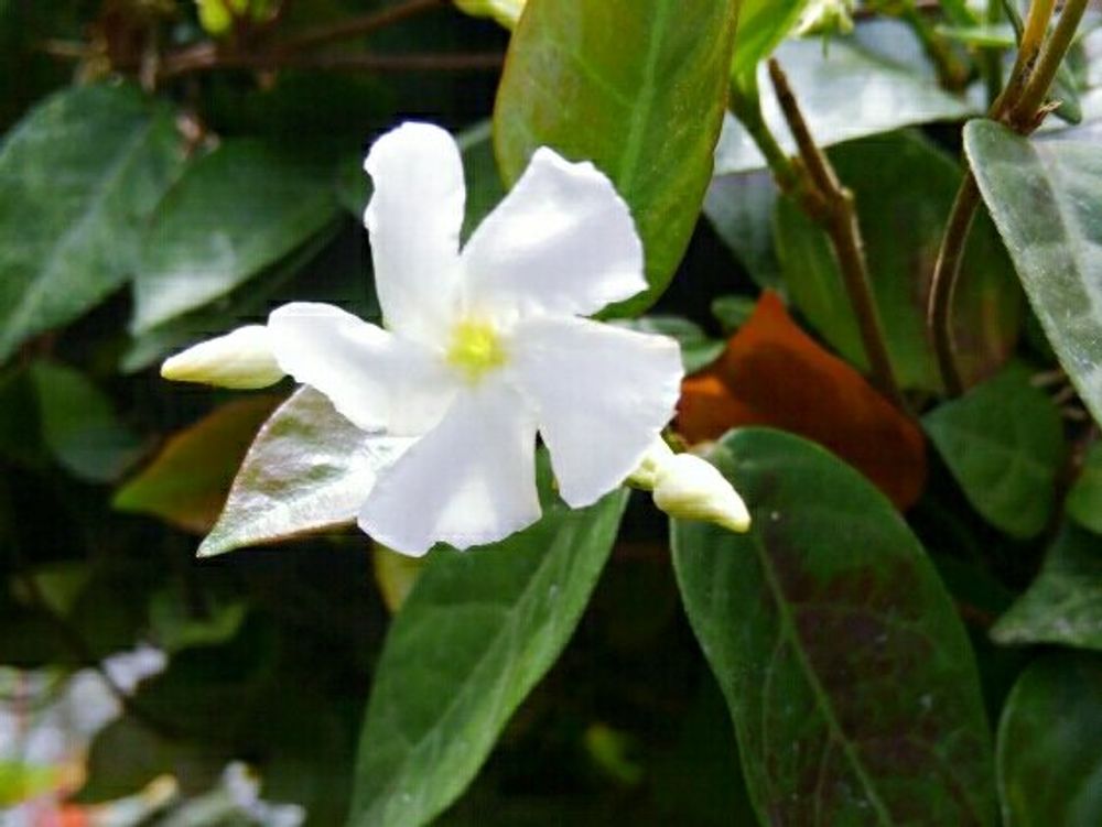 ハツユキカズラ(初雪カズラ)　白い花