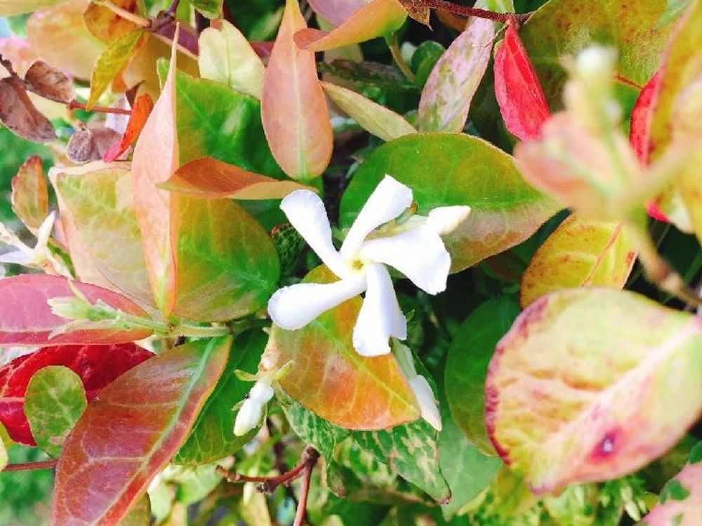 ハツユキカズラ(初雪カズラ)　白い花