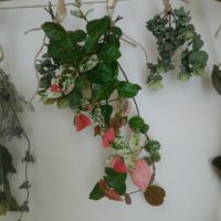 ハツユキカズラ(初雪カズラ)の育て方｜剪定時期や増やし方は？の画像