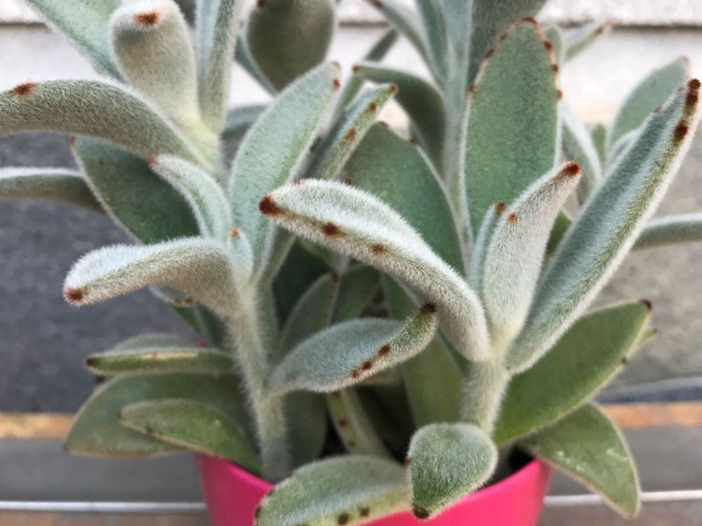 月兎耳(ツキトジ)　鉢植え