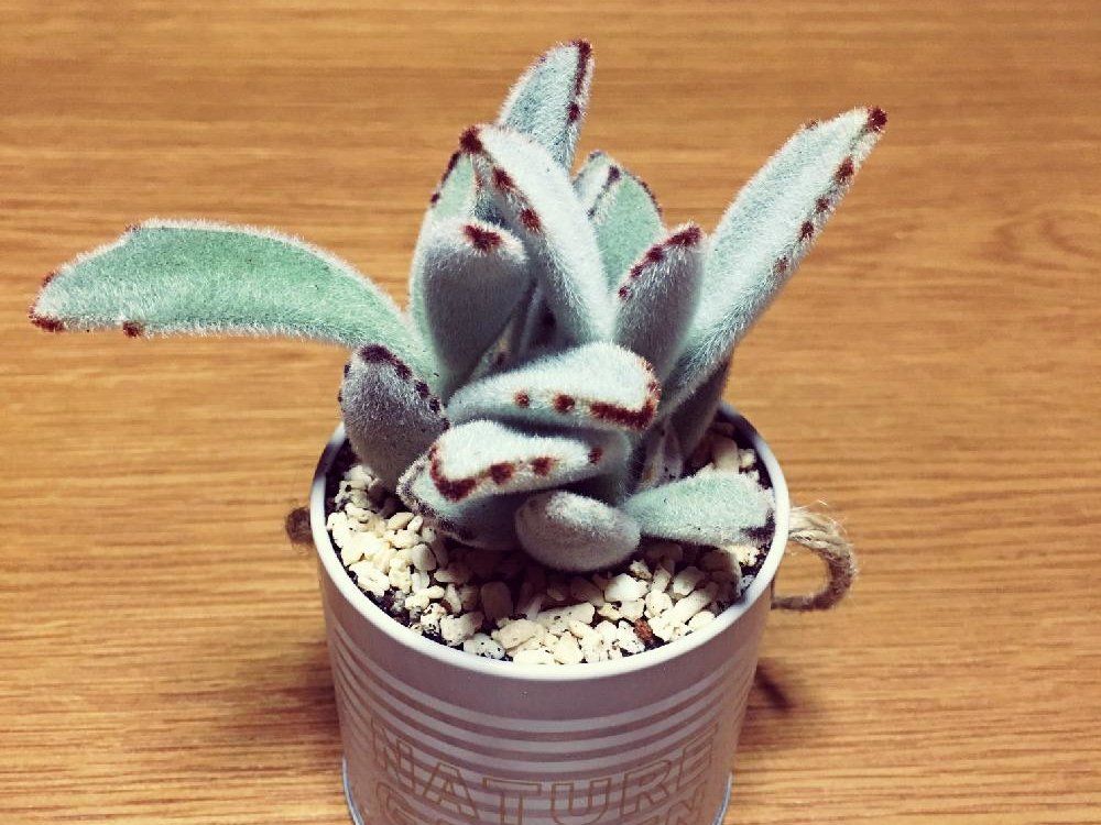 月兎耳(ツキトジ)　鉢植え　屋内