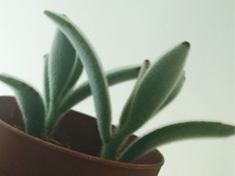 月兎耳(ツキトジ)　鉢植え　日光