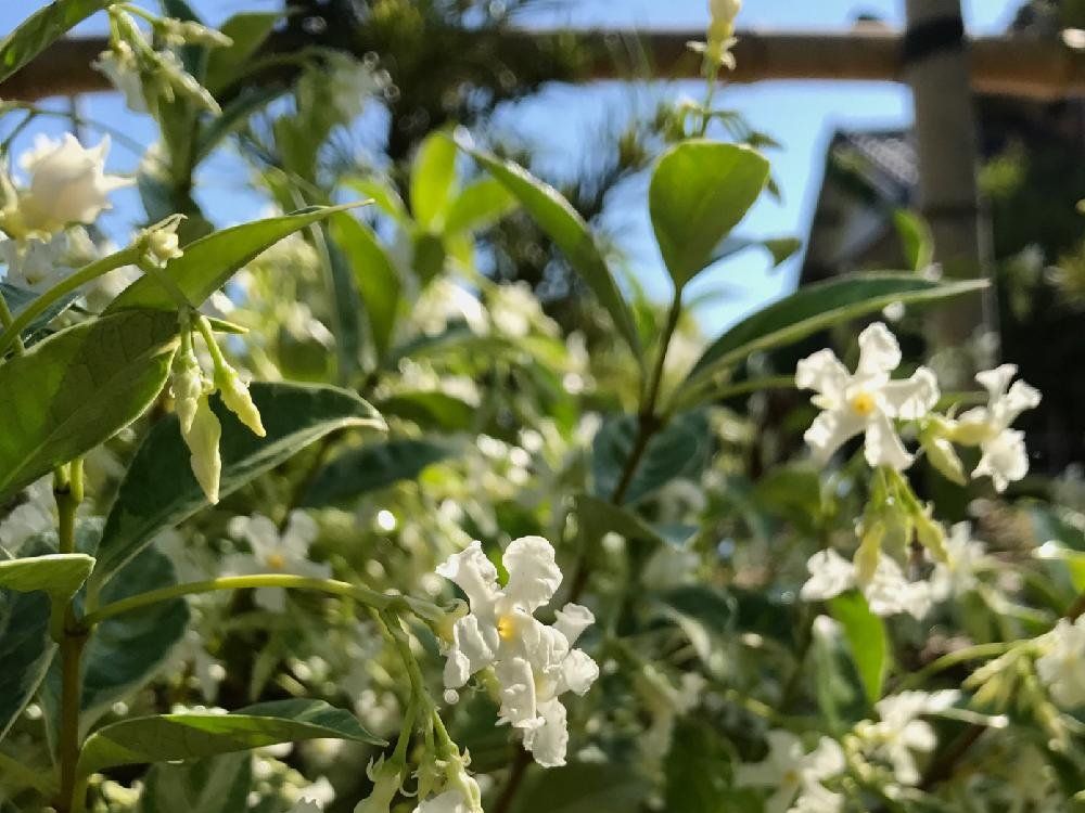 テイカカズラ　白い花　青空
