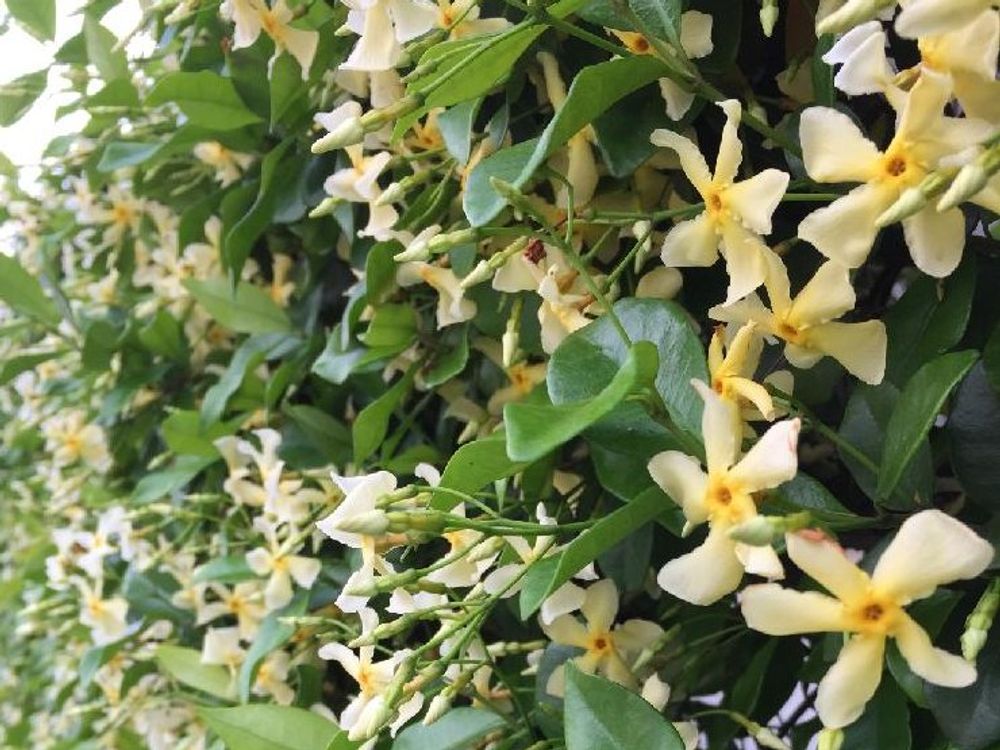 テイカカズラ白い花