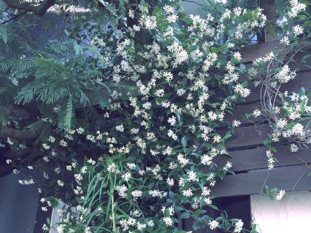 テイカカズラ　白い花　壁伝い