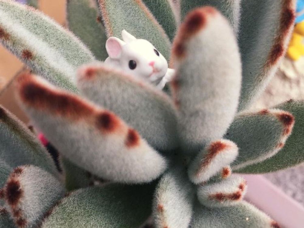 月兎耳(ツキトジ)　鉢植え