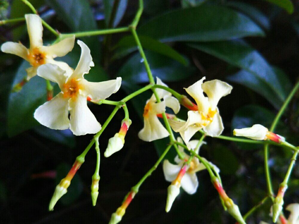 テイカカズラ　白い花