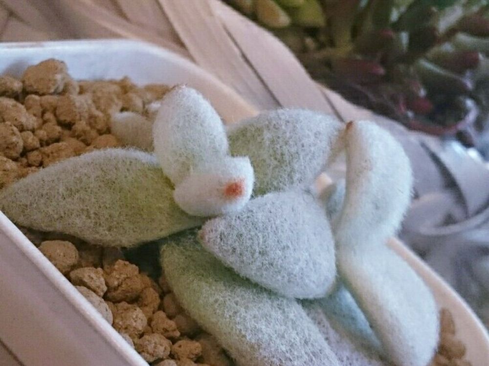 福兎耳　鉢植え