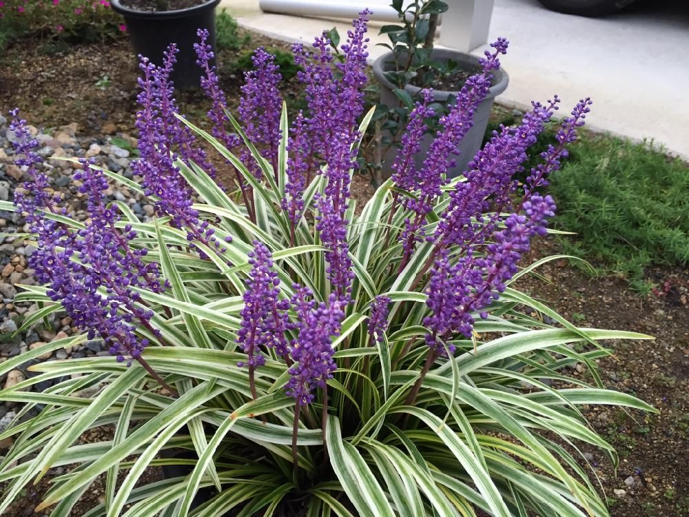 ヤブラン　紫色の花　地植え
