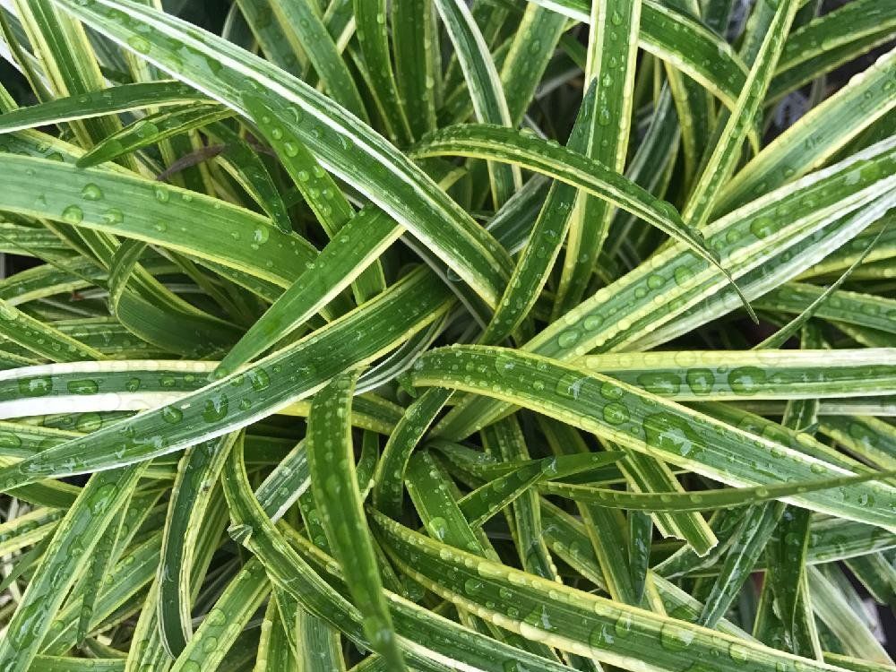 ヤブラン　葉　水滴