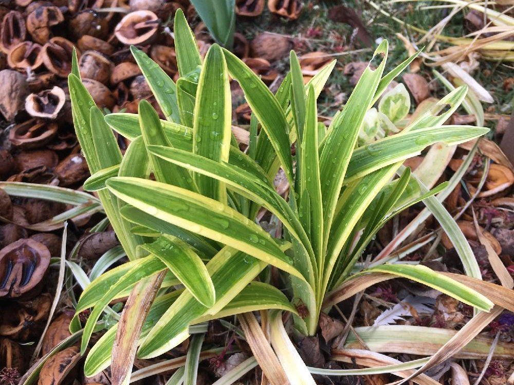 ヤブラン　地植え　葉