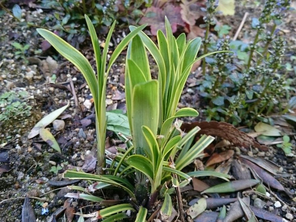 ヤブラン　地植え　葉