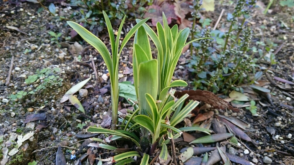 ヤブランの育て方 植え替え時期や株分けの方法は Greensnap グリーンスナップ