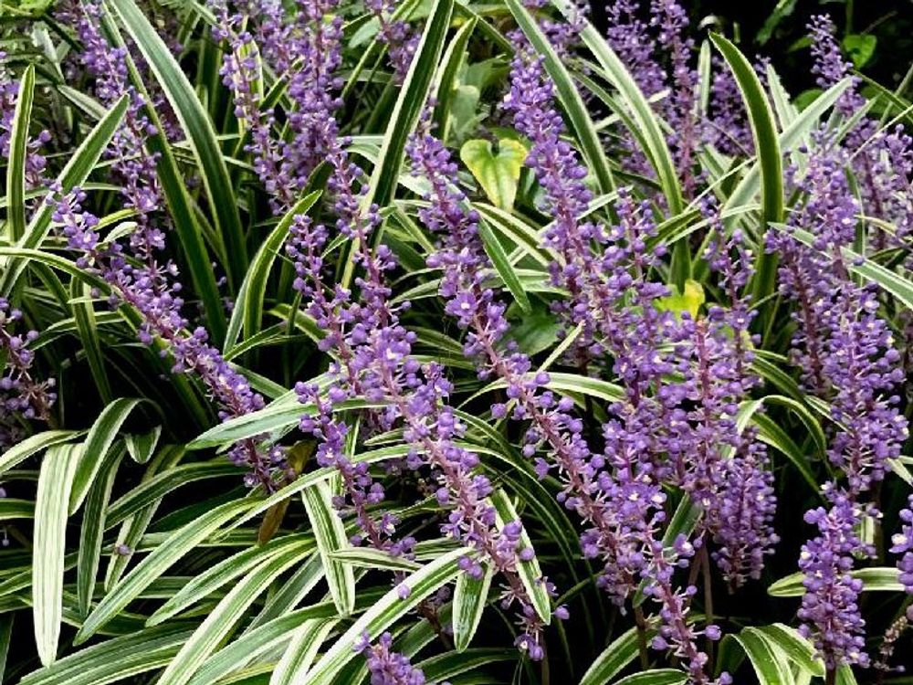 ヤブラン　紫色の花