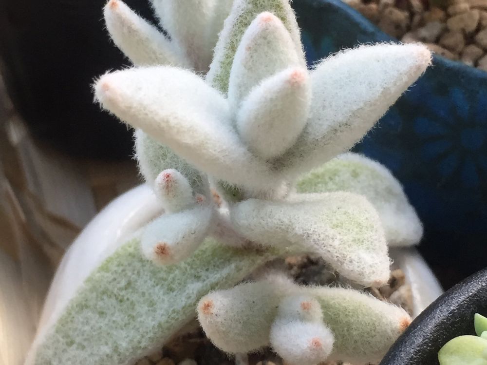 福兎耳　鉢植え　日光