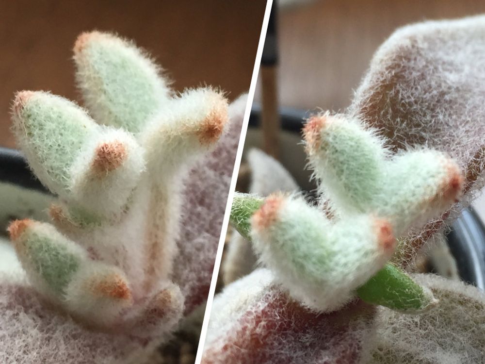 福兎耳　鉢植え