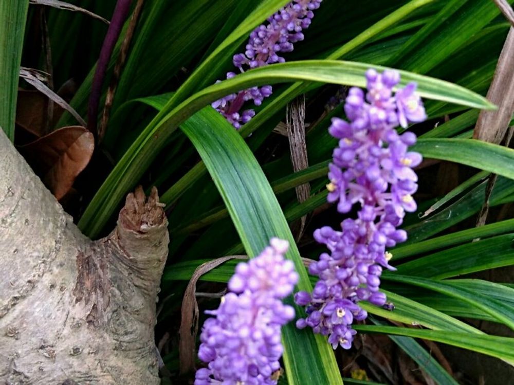 ヤブラン　紫色の花