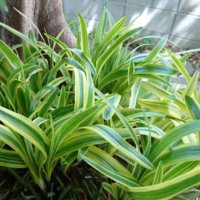 ヤブランの育て方｜植え替え時期や株分けの方法は？の画像