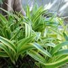 ヤブランの育て方｜植え替え時期や株分けの方法は？の画像