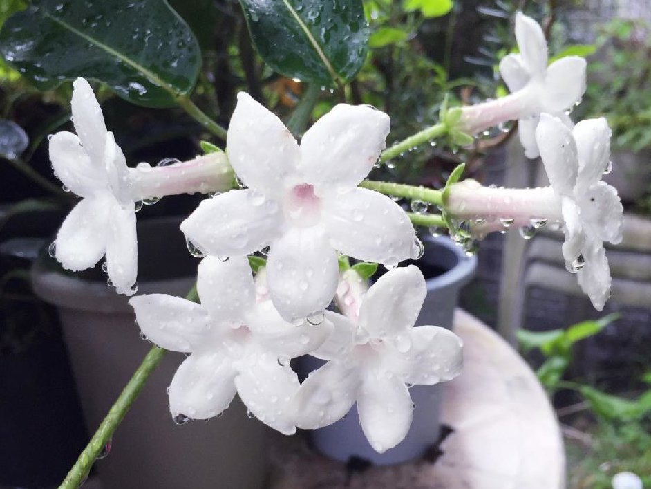 マダガスカル ジャスミン 苗 観葉植物 ホワイト 花木 ホットセール