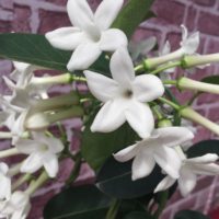 マダガスカルジャスミンの育て方｜ 植える時期や剪定方法は？の画像