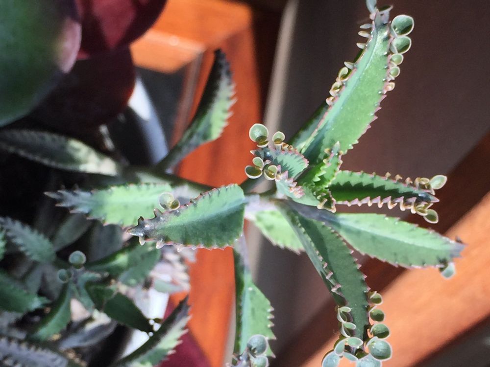 不死鳥　株　日光