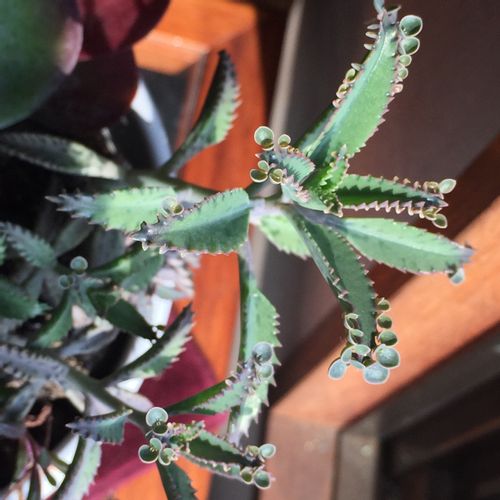 不死鳥の育て方 日当たりや水やり加減 植え替え時期は Greensnap グリーンスナップ