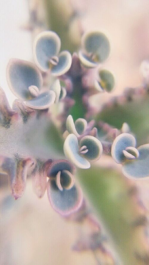 不死鳥の育て方 日当たりや水やり加減 植え替え時期は Greensnap グリーンスナップ