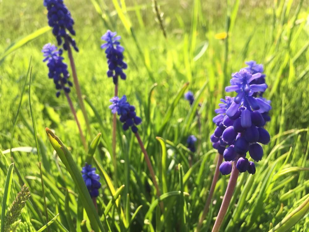 ムスカリ　紫色の花