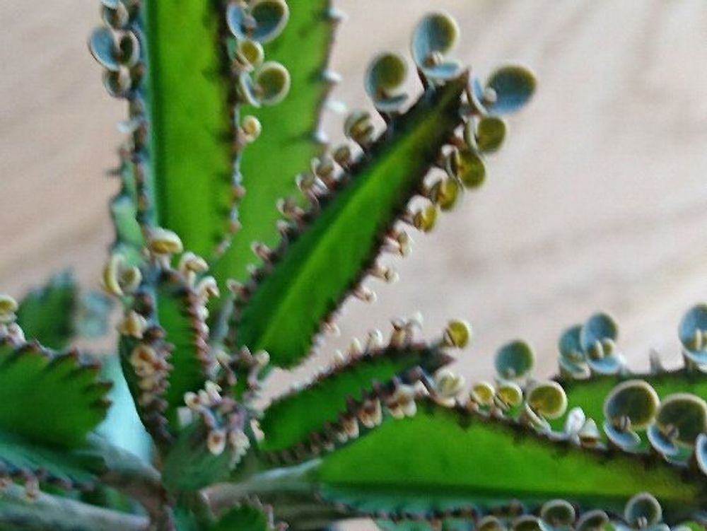 不死鳥　株　日光