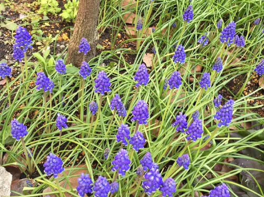 ムスカリ 紫色の花　地植え
