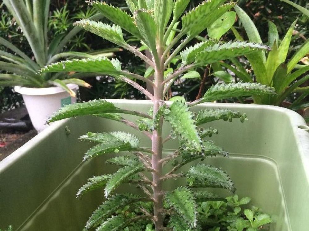 不死鳥　プランター　屋外