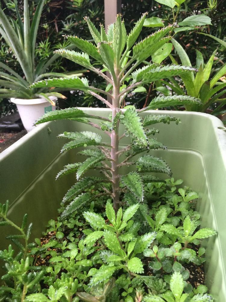 不死鳥の育て方 日当たりや水やり加減 植え替え時期は Greensnap グリーンスナップ
