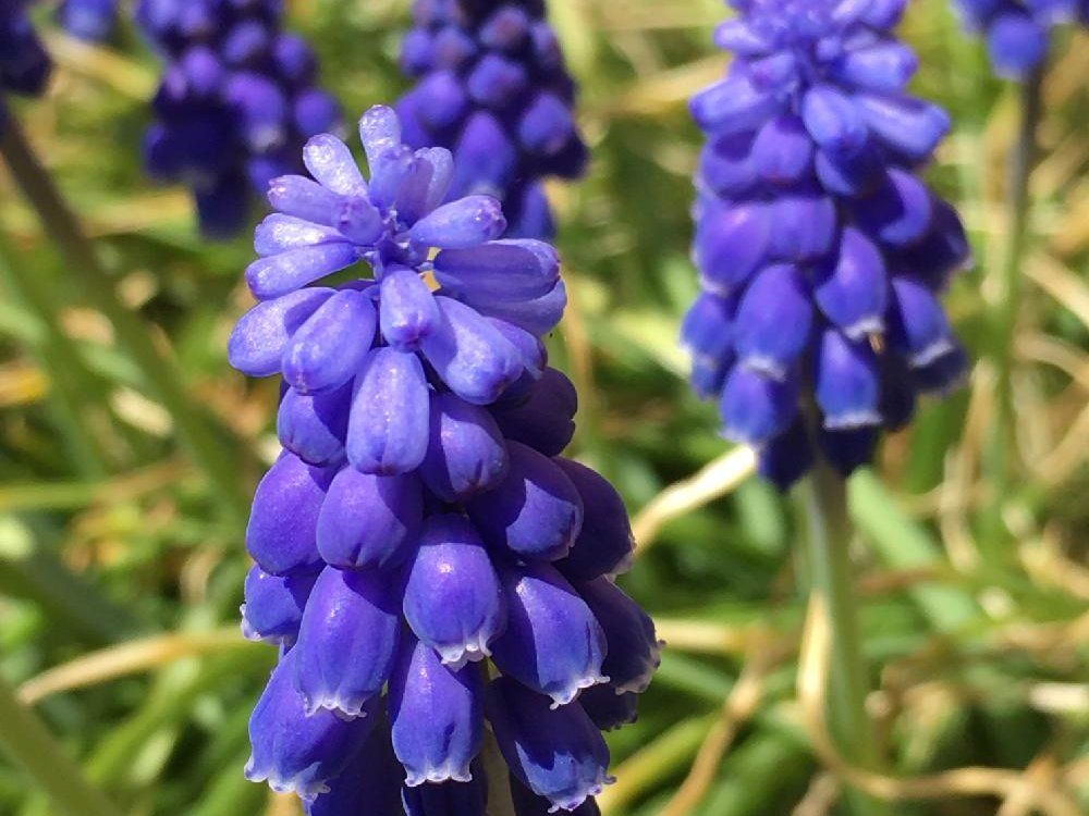 ムスカリ 紫色の花
