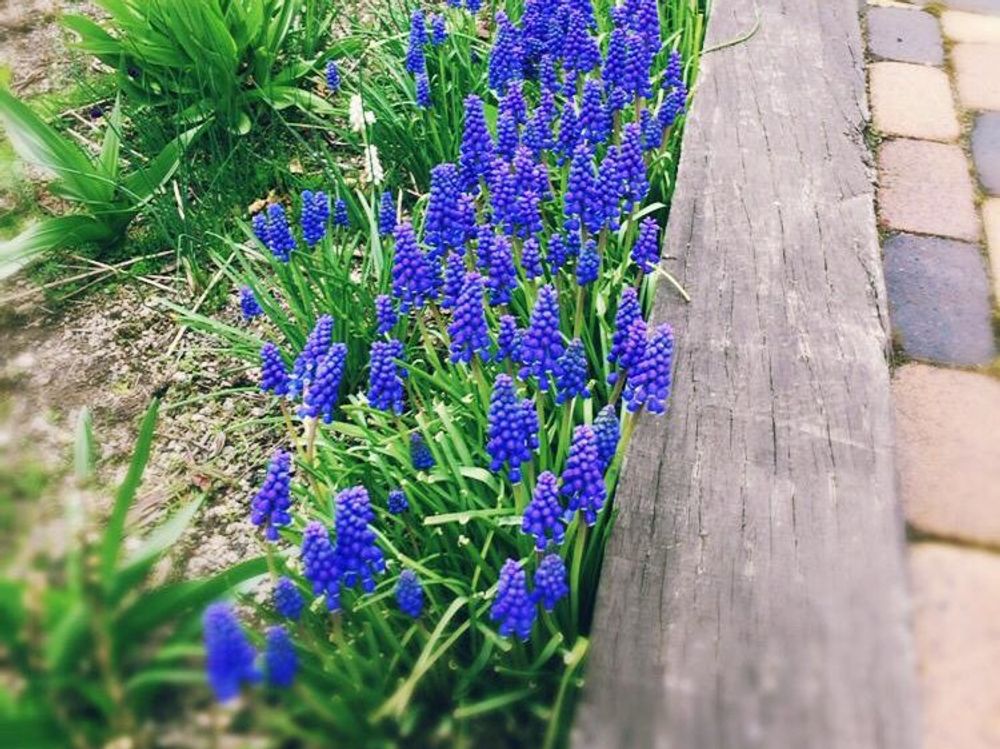 ムスカリ 紫色の花　花壇