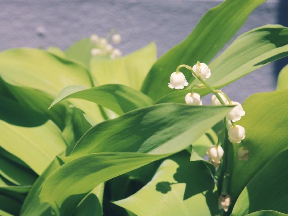 スズラン(鈴蘭)　白い花　葉