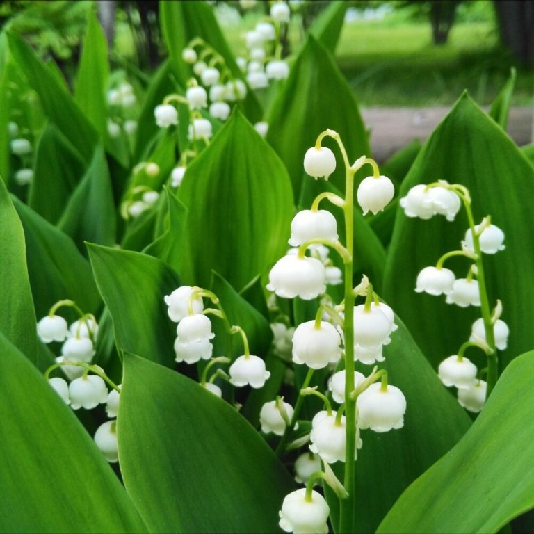 鈴蘭(すずらん)の育て方｜球根や苗の植え方は？植え替え時期はいつ？｜🍀GreenSnap（グリーンスナップ）