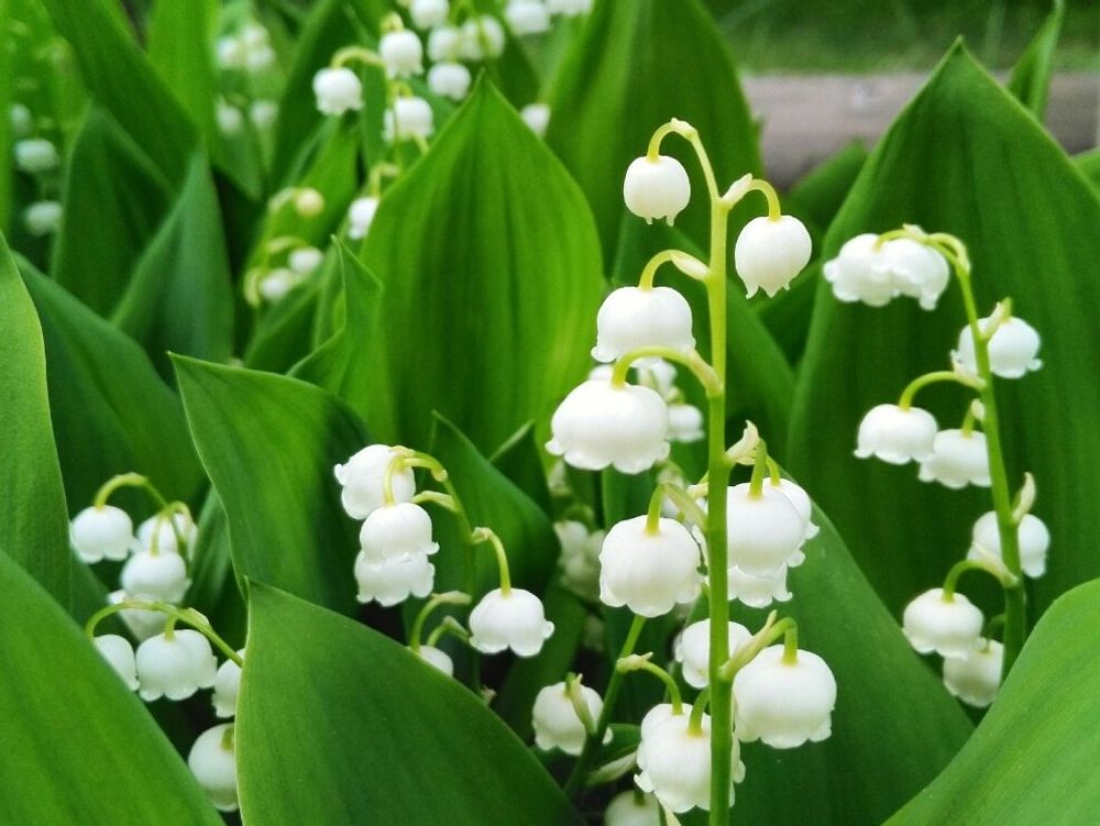 スズラン(鈴蘭)　白い花