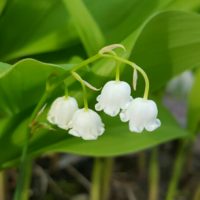 スズラン(鈴蘭)の育て方｜球根や開花株の植え方は？植え替え時期はいつ？の画像